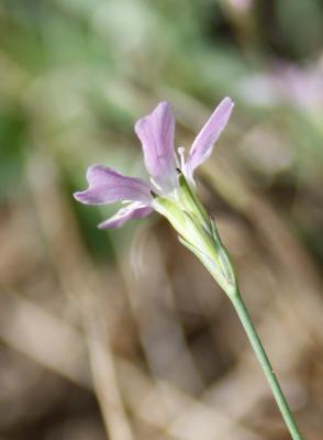 Oeillet saxifrage, Oeillet des rochers Petrorhagia saxifraga (L.) Link, 1829