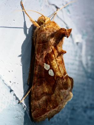 Plusie chalcite (La) Chrysodeixis chalcites (Esper, 1789)