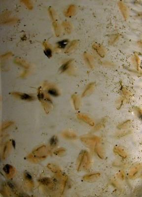  Daphnia O.F. Müller, 1785