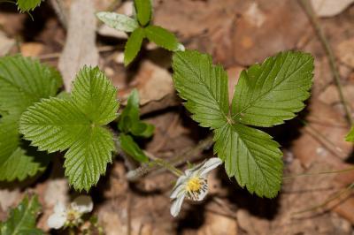 Fraisier vert Fragaria viridis Weston, 1771