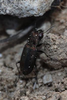  Notiophilus quadripunctatus Dejean, 1826