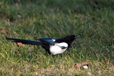 Pie bavarde Pica pica (Linnaeus, 1758)