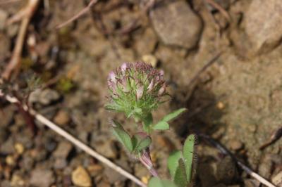 Trèfle de Cherler Trifolium cherleri L., 1755