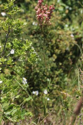 Patience intermédiaire, Rumex intermédiaire Rumex intermedius DC., 1815