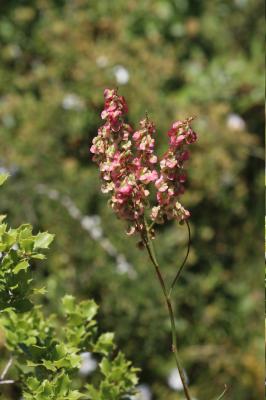 Patience intermédiaire, Rumex intermédiaire Rumex intermedius DC., 1815