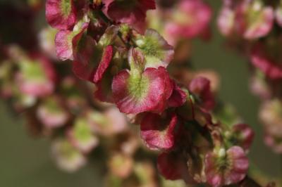 Patience intermédiaire, Rumex intermédiaire Rumex intermedius DC., 1815