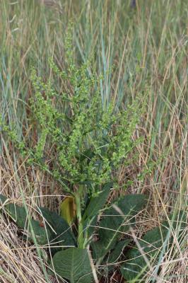 Patience élégante, Rumex joli Rumex pulcher L., 1753