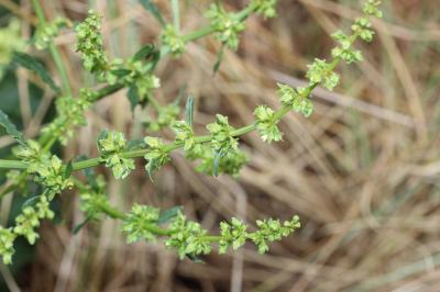 Patience élégante, Rumex joli Rumex pulcher L., 1753