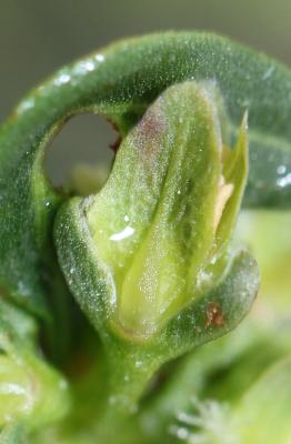 Patience élégante, Rumex joli Rumex pulcher L., 1753
