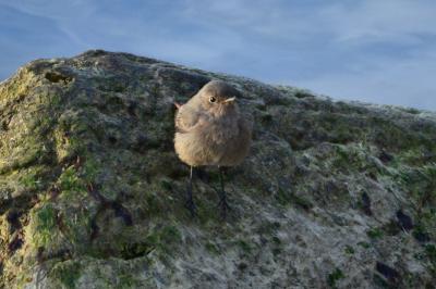 Rougequeue noir Phoenicurus ochruros (S. G. Gmelin, 1774)