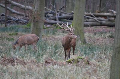 Cerf élaphe Cervus elaphus Linnaeus, 1758