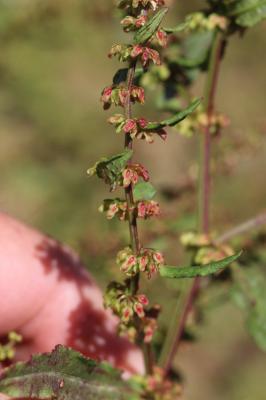 Patience agglomérée, Oseille agglomérée Rumex conglomeratus Murray, 1770