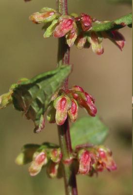 Patience agglomérée, Oseille agglomérée Rumex conglomeratus Murray, 1770