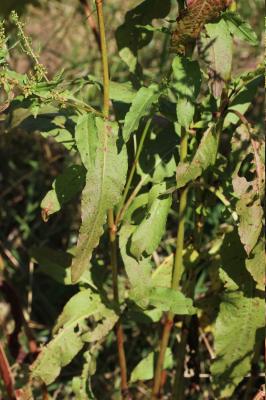 Patience agglomérée, Oseille agglomérée Rumex conglomeratus Murray, 1770