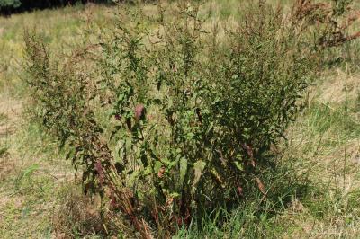 Patience agglomérée, Oseille agglomérée Rumex conglomeratus Murray, 1770