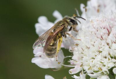  Seladonia subaurata (Rossi, 1792)