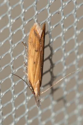  Dichomeris acuminata (Staudinger, 1876)