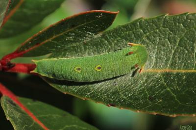 Nymphale de l'Arbousier (La), Jason (Le), Pacha à  Charaxes jasius (Linnaeus, 1767)