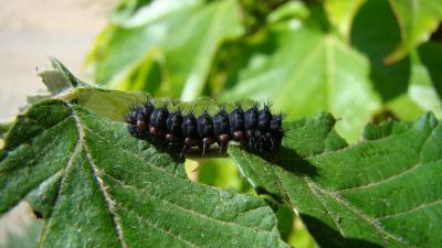 Petit Paon de Nuit (Le) Saturnia pavonia (Linnaeus, 1758)