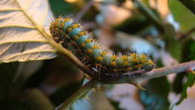 Petit Paon de Nuit (Le) Saturnia pavonia (Linnaeus, 1758)