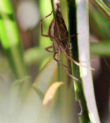 Pisaure admirable Pisaura mirabilis (Clerck, 1758)