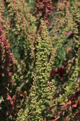 Patience crépue, Oseille crépue Rumex crispus L., 1753