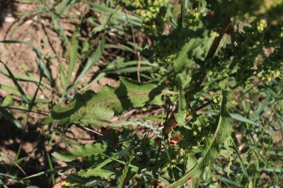 Patience crépue, Oseille crépue Rumex crispus L., 1753