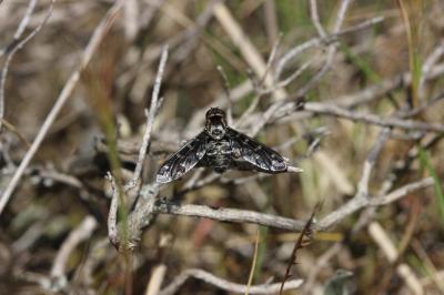  Hemipenthes maura (Linnaeus, 1758)