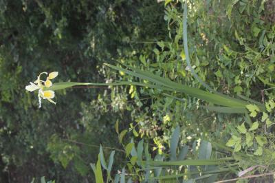  Iris orientalis Mill., 1768