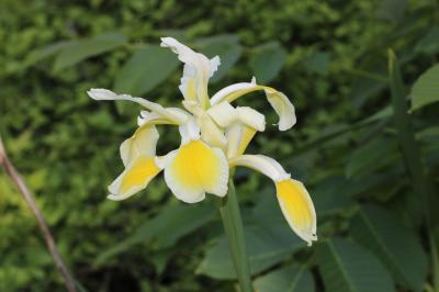  Iris orientalis Mill., 1768