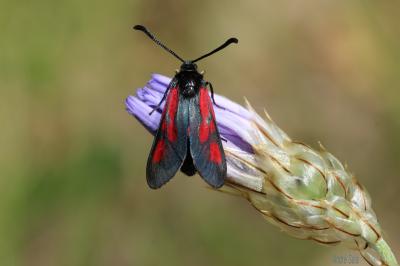  Zygaena cynarae florianii Dujardin, 1965