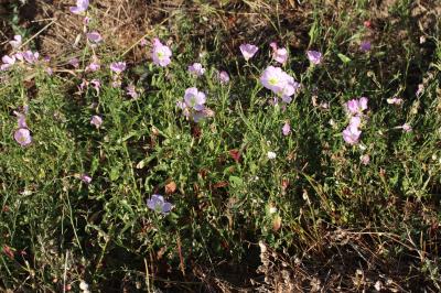  Oenothera speciosa Nutt., 1821