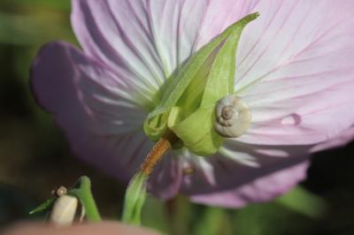  Oenothera speciosa Nutt., 1821