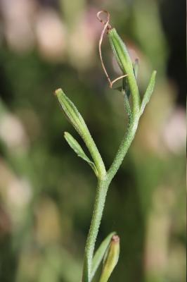  Oenothera speciosa Nutt., 1821