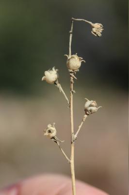 Linaire rampante Linaria repens (L.) Mill., 1768