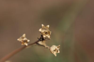 Linaire rampante Linaria repens (L.) Mill., 1768
