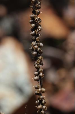 Anarrhine à feuilles de pâquerette, Anarrhinante,  Anarrhinum bellidifolium (L.) Willd., 1800