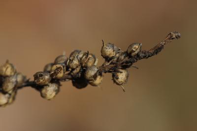 Anarrhine à feuilles de pâquerette, Anarrhinante,  Anarrhinum bellidifolium (L.) Willd., 1800