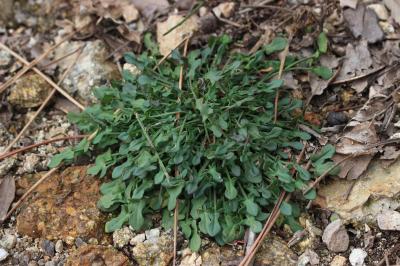 Petite oseille, Oseille des brebis Rumex acetosella L., 1753