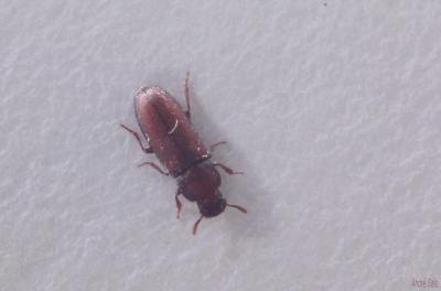  Tribolium confusum Jacquelin du Val, 1861