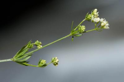 Gaillet de Timéroy, Gaillet de Jordan Galium timeroyi Jord., 1846