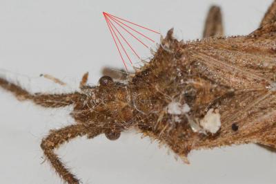  Coriomeris affinis (Herrich-Schäffer, 1839)