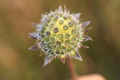 Knautie pourpre Knautia collina Jord., 1848