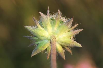 Knautie pourpre Knautia collina Jord., 1848