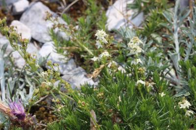 Gaillet à feuilles d'Asperge Galium corrudifolium Vill., 1779