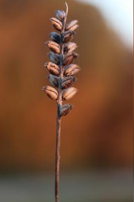 Bellardie, Bartsie trixago, Bellardie Germandrée Bartsia trixago L., 1753