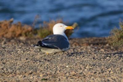 Goéland brun Larus fuscus Linnaeus, 1758