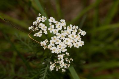 Achillée millefeuille, Herbe au charpentier, Sourc Achillea millefolium L., 1753