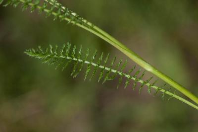 Achillée millefeuille, Herbe au charpentier, Sourc Achillea millefolium L., 1753