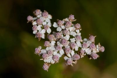 Achillée millefeuille, Herbe au charpentier, Sourc Achillea millefolium L., 1753